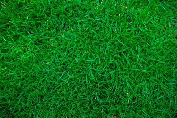 Greenery fresh grass natural texture — Stock Photo, Image