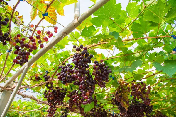 Czerwone Winogrona Gałęzi Drzewa Owoców — Zdjęcie stockowe