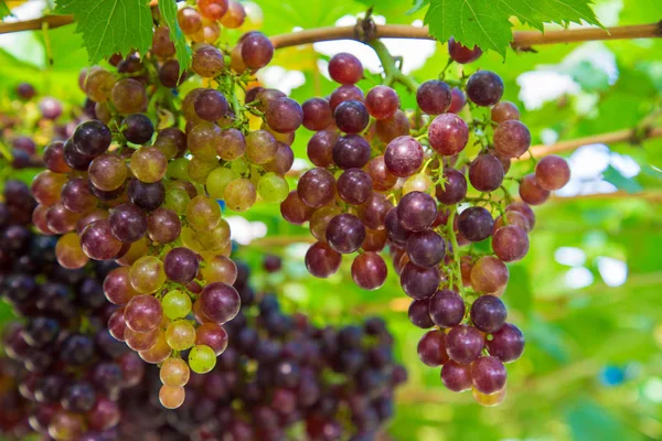 Vin Rouge Raisin Sur Branche Arbre Fruit Bio Frais — Photo