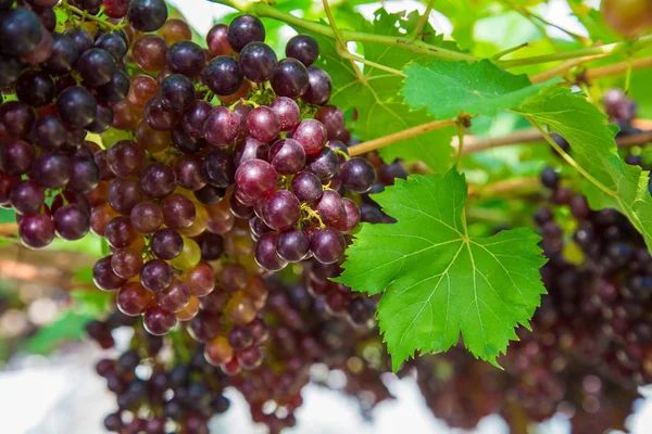 Vin Rouge Raisin Sur Branche Arbre Fruit Bio Frais — Photo