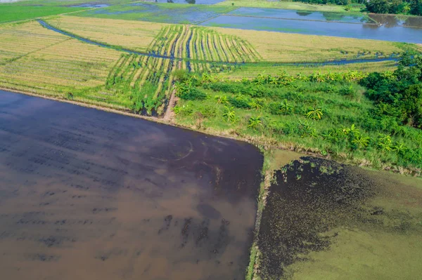 Rijst Plantage Land Voorbereiden Rijst Veld Van Bodem Luchtfoto — Stockfoto