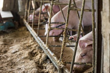 Domuz yavruları geleneksel kırsal alanda toprak zemin çiftlik