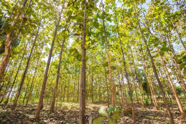 Tik orman yüksek dağ, Tarım Tohum Sanayi