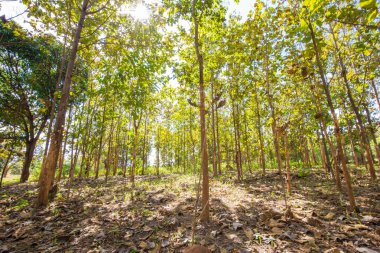 Tik orman yüksek dağ, Tarım Tohum Sanayi