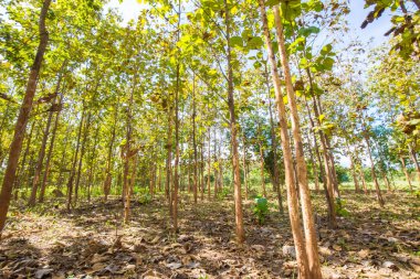Tik orman yüksek dağ, Tarım Tohum Sanayi