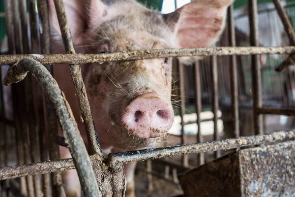 Prase Tradiční Prasečí Farmě Zajatci Hospodářských Zvířat — Stock fotografie