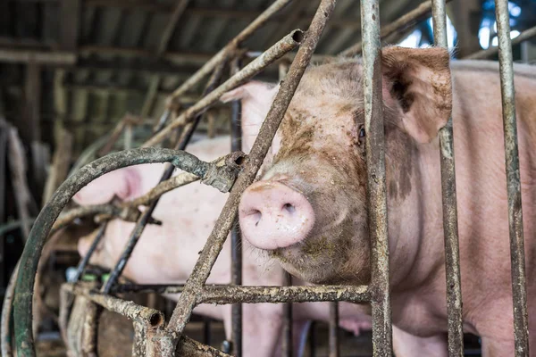 Živočišná Chov Špinavé Prasečí Farmě Tradiční Prasat — Stock fotografie