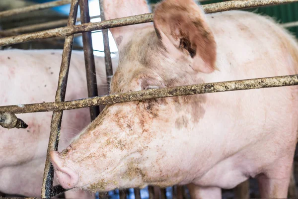 Vee van traditionele varken fokken boerderij — Stockfoto