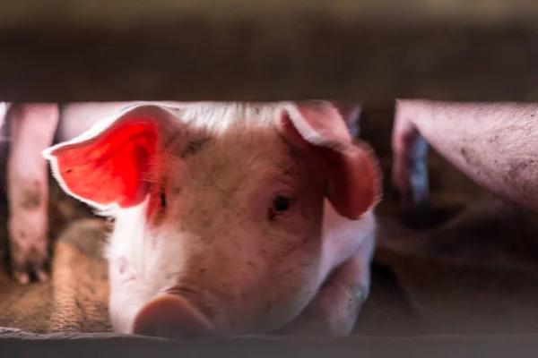 전통적인 돼지 사육 농장의 가축 — 스톡 사진
