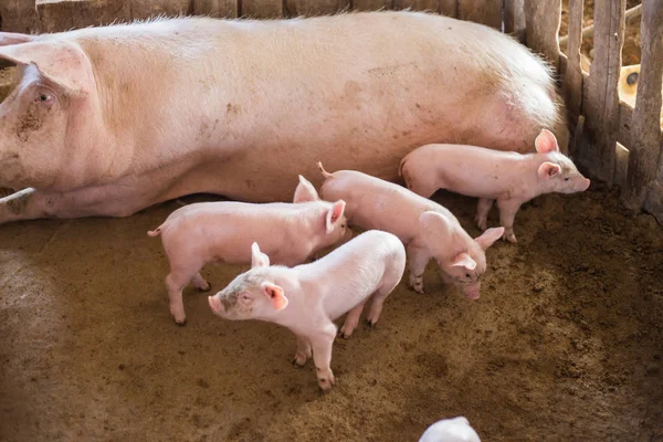 Suinetti nell'azienda agricola rurale tradizionale — Foto Stock