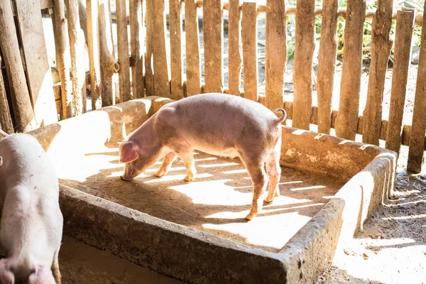 Lechones en granja rural tradicional de suelo — Foto de Stock