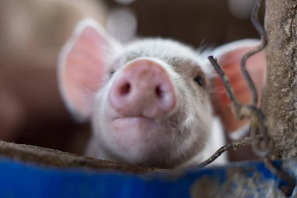 Malacok a vidéki hagyományos talaj padló farm — Stock Fotó