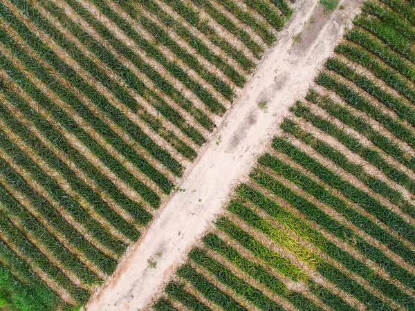 Vista Aérea Plantación Manzanas Pino Fondo Agrícola —  Fotos de Stock