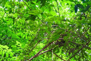 Yaprak yeşil ağaç dalı uprisen görünümü