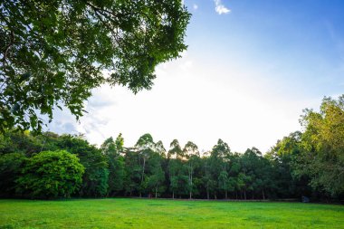 Manzara yeşil çayır ağaç parkı doğa manzarası