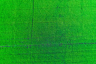 Pirinç planttion alan hava ateş dron