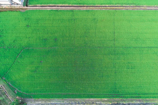 水稻 planttion 野外空中拍摄 — 图库照片