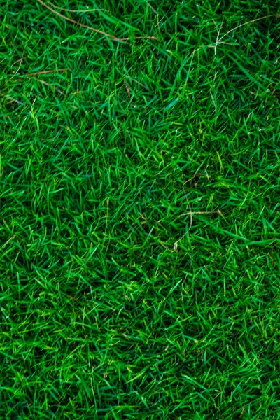 Зеленая свежая трава вид на природу — стоковое фото