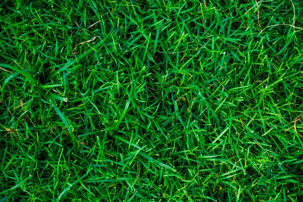 Green fresh grass top view nature background — Stock Photo, Image