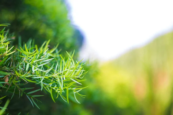 Yeşil çam ağacı arka planda sabah