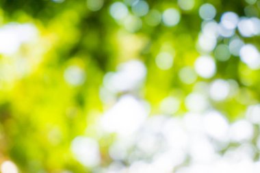 Mevsimlik bokeh yaz yeşil yaprak arka plan, doğa kavramı