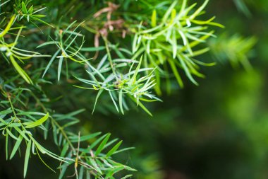 Yeşil çam ağacı arka planda sabah seçici odak