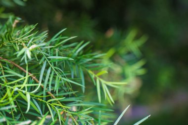 Yeşil çam ağacı arka planda sabah seçici odak