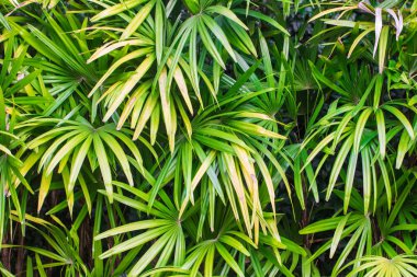 Yaprak yeşil bitki arka plan doku doğa