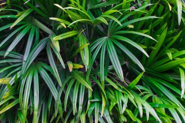 Yaprak yeşil bitki arka plan doku doğa
