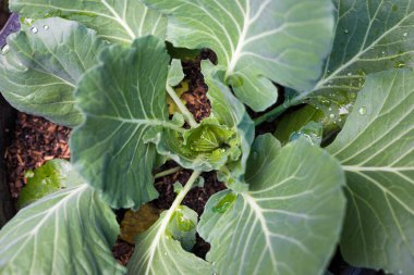 Yeşil organik lahana üstten görünüm salata madde kadar kapatın