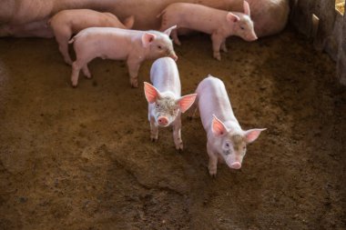 Komik domuz siol kat çiftlik et sanayi grubu