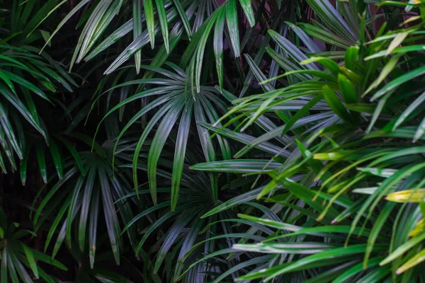 Yaprak yeşil bitki arka plan doku doğa