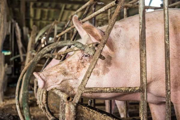 Špinavé Prase Organické Farmě Venkovských Prasat Industrail — Stock fotografie