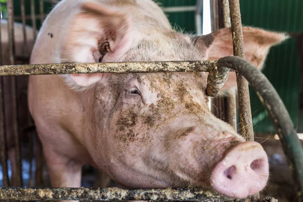 Грязная Свинья Органической Ферме Сельской Местности Swine Industrail — стоковое фото