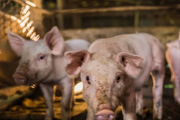 Špinavé Prase Organické Farmě Venkovských Prasat Industrail — Stock fotografie