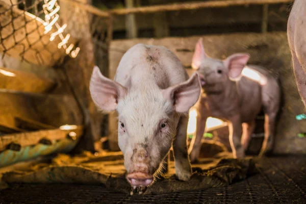 Špinavé Prase Organické Farmě Venkovských Prasat Industrail — Stock fotografie