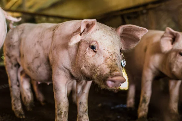 Vuile Varkens Biologische Boerderij Landelijke Varkens Industrail — Stockfoto