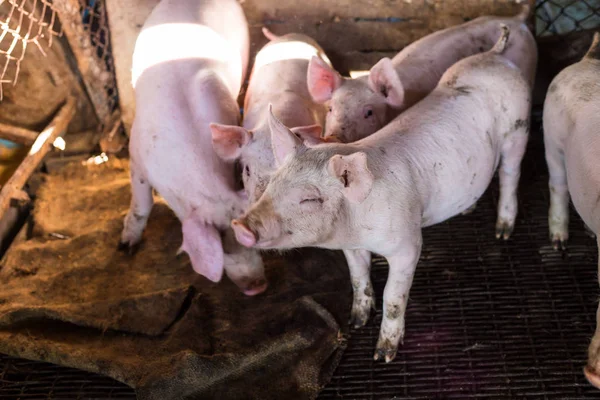 Grupo Porcos Engraçados Indústria Carne Fazenda Piso Siol — Fotografia de Stock