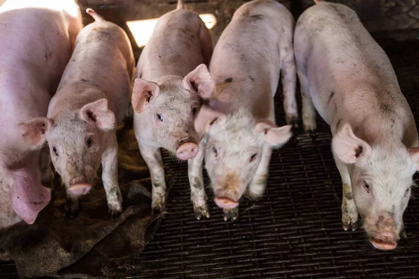 Špinavé Prase Organické Farmě Venkovských Prasat Industrail — Stock fotografie