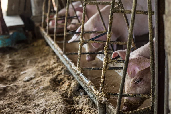 Siol 산업에 돼지의 — 스톡 사진