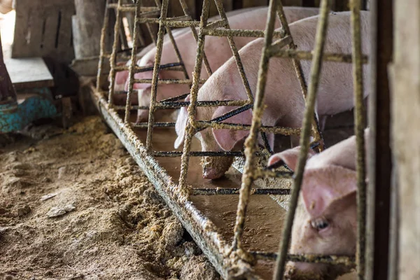 Špinavé Prase Organické Farmě Venkovských Prasat Industrail — Stock fotografie