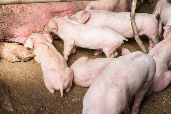 Siol 산업에 돼지의 — 스톡 사진