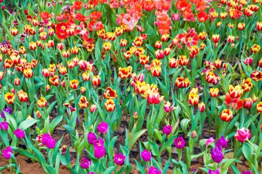 Renkli Lale çiçeği Çiçek Bahçe bahar sezonu