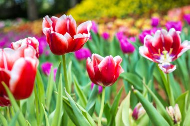 Renkli Lale çiçeği Çiçek bahçesinde