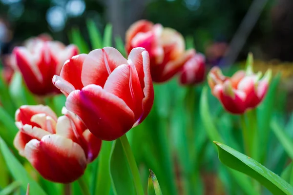 Flor de tulipa florescendo flor no jardim — Fotografia de Stock