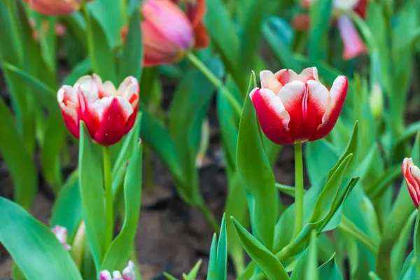 Flor de tulipa florescendo flor no jardim — Fotografia de Stock