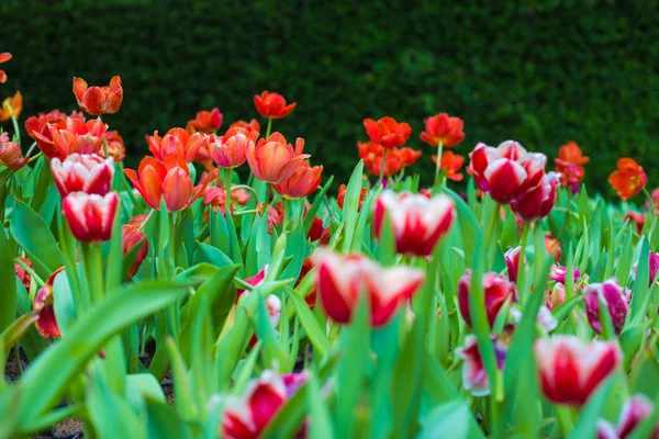 カラフルなチューリップ ガーデン春の桜の花 — ストック写真