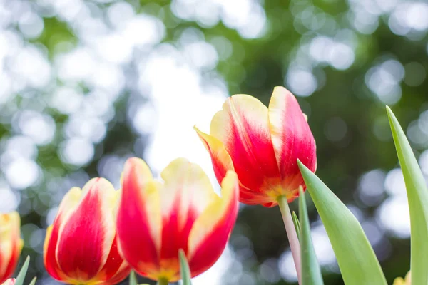 Röd Tulip Våren Fältet Grönt Löv Natur Trädgård — Stockfoto