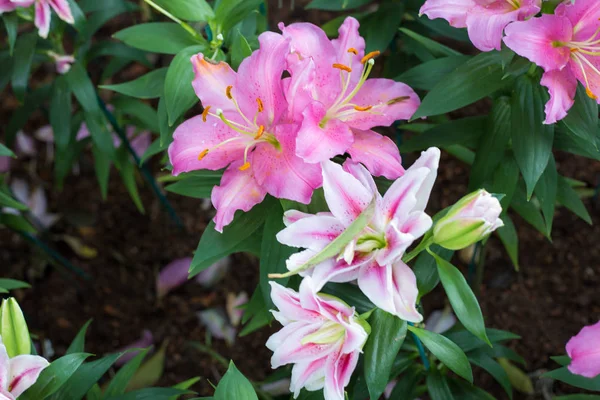 Цветок Лилии Розовый Цветок Фоне Украшения Сада — стоковое фото