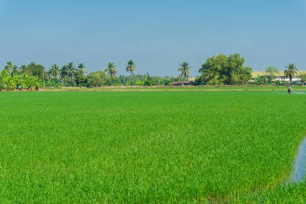 Champ de riz ciel bleu dans la plantation rurale — Photo